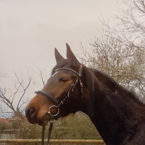 horse Can't wait KK (Mecklenburg, 2008, from Carrico)