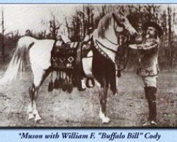 stallion Muson DB (Arabian purebred, 1899)