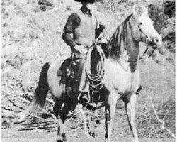 stallion Letan ox (Arabian purebred, 1909, from Muson DB)