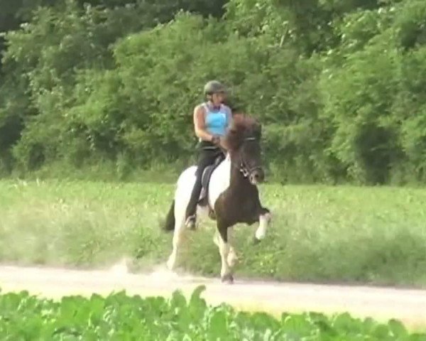 Video of Fjarki frá Feti