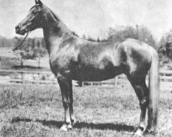 broodmare Amran ox (Arabian purebred, 1912, from Deyr 1904 DB)