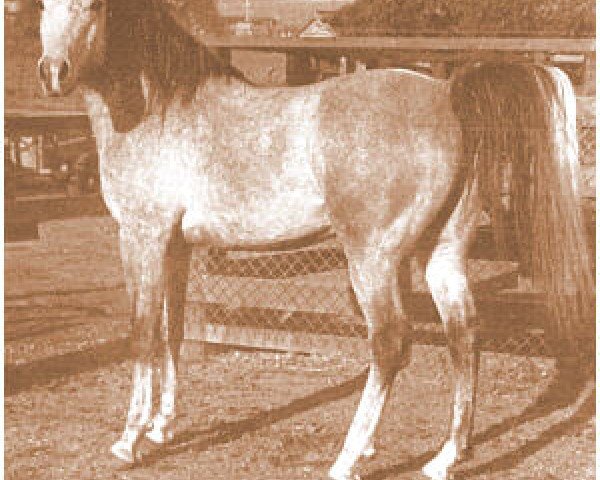 stallion Jubilo ox (Arabian purebred, 1942, from Caravan 1938 ox)