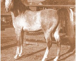 stallion Jubilo ox (Arabian purebred, 1942, from Caravan 1938 ox)
