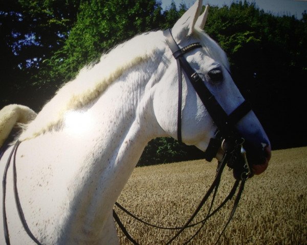 horse Daymoon (Saxony-Anhaltiner, 1993, from Dusold) horse Daymoon (Saxony-Anhaltiner, 1993, from Dusold)
