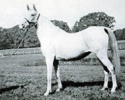 broodmare Somra EAO (Arabian purebred, 1908, from Daoud 1899 ox)