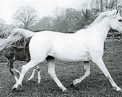 broodmare Silver Gilt ox (Arabian purebred, 1943, from Indian Gold ox)