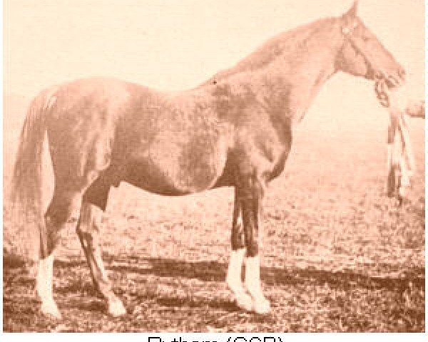 stallion Rytham 1929 ox (Arabian purebred, 1929, from Shareer 1923 ox)