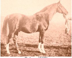 stallion Rytham 1929 ox (Arabian purebred, 1929, from Shareer 1923 ox)