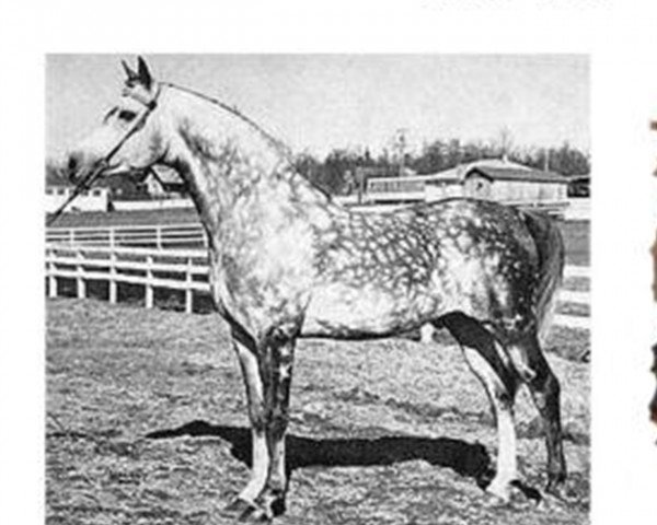 stallion Silver Drift ox (Arabian purebred, 1951, from Raktha 1934 ox)