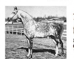 stallion Silver Drift ox (Arabian purebred, 1951, from Raktha 1934 ox)