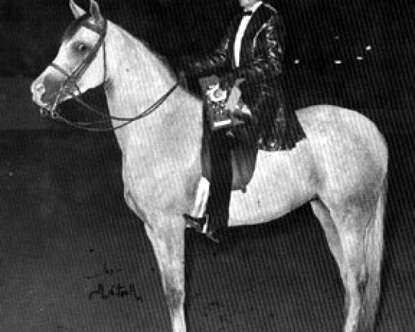 broodmare Sammara ox (Arabian purebred, 1960, from Morafic 1956 EAO)