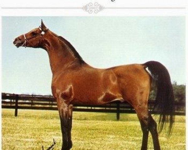 stallion El Hadiyi ox (Arabian purebred, 1966, from Ansata Ibn Halima 1958 EAO)