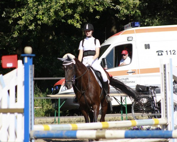 broodmare Mona-Lisa (Württemberger, 1995, from Mitch)
