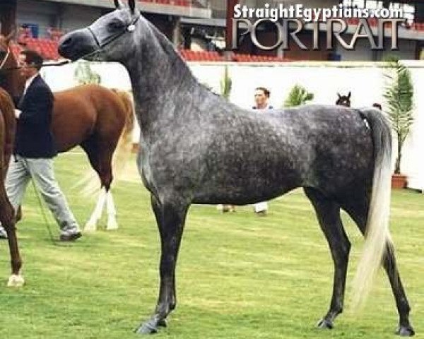 horse Simeon Safir ox (Arabian purebred, 1994, from Asfour 1984 EAO)