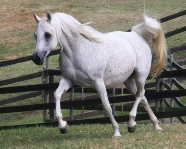 broodmare Simeon Sa'ada ox (Arabian purebred, 1990, from Asfour 1984 EAO)