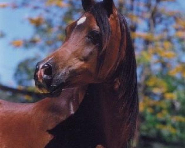 broodmare Simeon Salome ox (Arabian purebred, 1988, from Asfour 1984 EAO)