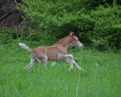 Deckhengst Der Siebte Sinn (Deutsches Reitpony, 2013, von Danny Gold)