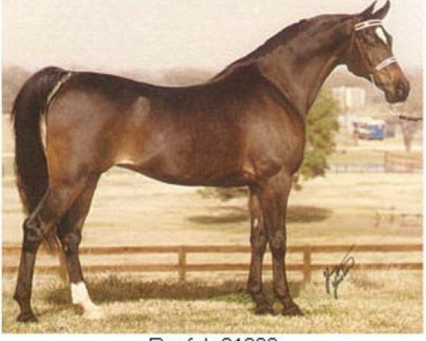 broodmare Roufah EAO (Arabian purebred, 1965, from Ibn Fa Serr 1960 EAO)