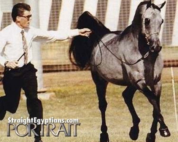 horse Simeon Solomon ox (Arabian purebred, 1986, from Al Karim Jabal Ibn Moniet ox)