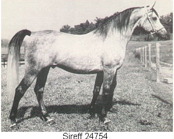 stallion Sireff ox (Arabian purebred, 1963, from Fa-Serr ox)