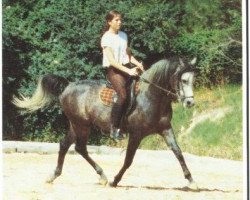 Stallion Raadin Royal Star ox (Purebred Arabian, 1980, from ET Crown Prince ox)
