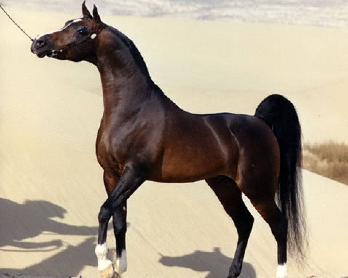 Deckhengst Simeon Shai 1984 ox (Vollblutaraber, 1984, von Raadin Royal Star ox)