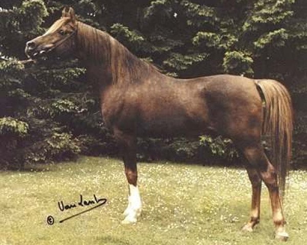 Deckhengst Ibn Galal 1966 EAO (Vollblutaraber, 1966, von Galal 1959 EAO)