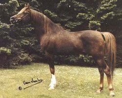 stallion Ibn Galal 1966 EAO (Arabian purebred, 1966, from Galal 1959 EAO)