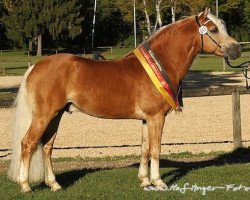 stallion No Mercy (2,34% ox) (Haflinger, 2006, from Naiv (2,34% ox))