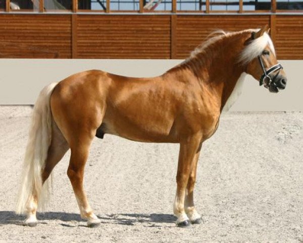 dressage horse Avalston (Haflinger, 2002, from Avalon)