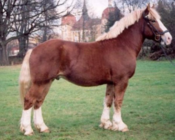 horse Condor (Rhenish-German Cold-Blood, 2002, from C.F. Antigon)