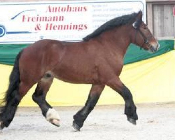stallion Artus (Rhenish-German Cold-Blood, 2010, from Achat 2660)