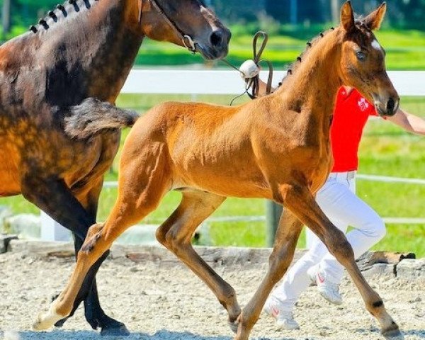 horse Colonel vom Forst CH (Swiss Warmblood, 2010, from Conteur)