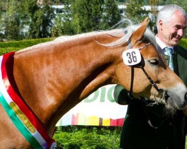 stallion Wirbelsturm-P (Haflinger, 2009, from Wintersturm) stallion Wirbelsturm-P (Haflinger, 2009, from Wintersturm)