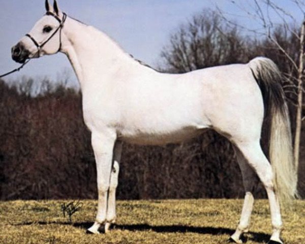 broodmare Serenity Sabra ox (Arabian purebred, 1965, from Sameh 1945 RAS)