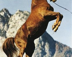 stallion Burkan ox (Arabian purebred, 1956, from El Sareei 1942 RAS)