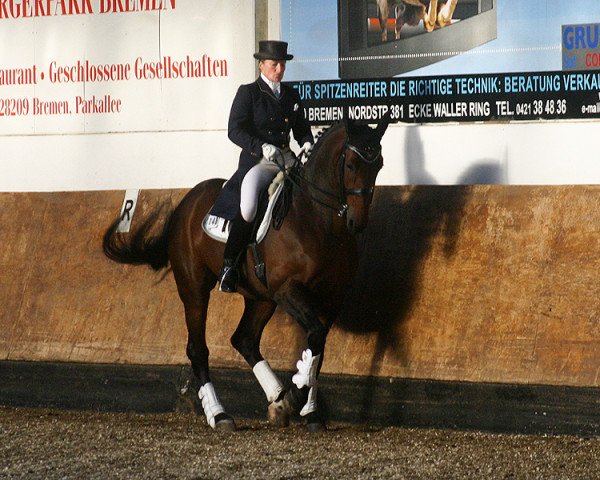 Dressurpferd Wettiner 6 (Hannoveraner, 2003, von Wild Dance) Dressurpferd Wettiner 6 (Hannoveraner, 2003, von Wild Dance)