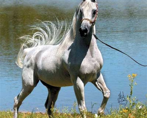 horse Shahil ox (Arabian purebred, 1989, from Maysoun 1985 ox)