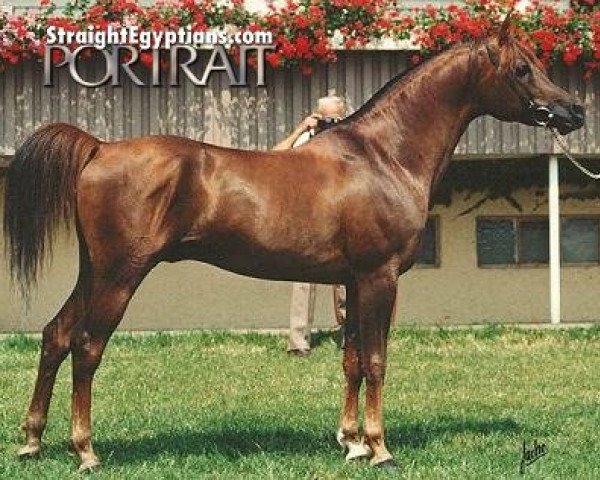 stallion Sayed El Arab ox (Arabian purebred, 1982, from Ibn Galal 1966 EAO)