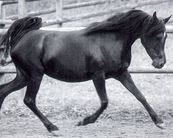 broodmare Samogha EAO (Arabian purebred, 1982, from Ibn Galal 1966 EAO)