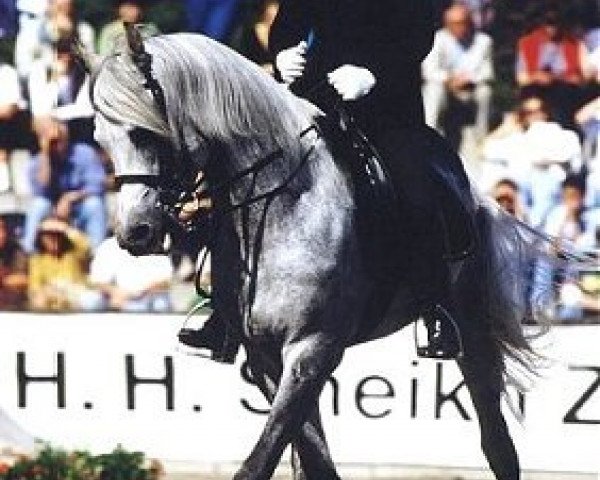 horse Moneera Siptah EAO (Arabian purebred, 1986, from Moneef ox)