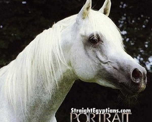 horse SHAREEF ox (Arabian purebred, 1977, from Kaisoon 1958 EAO)