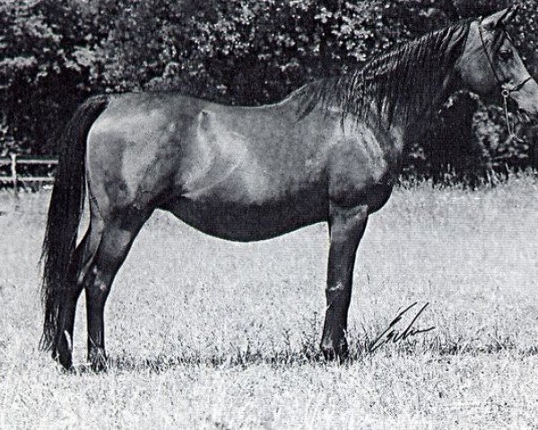 broodmare Saady 1976 ox (Arabian purebred, 1976, from Kaisoon 1958 EAO)