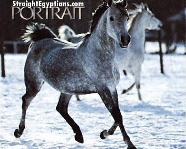 broodmare Sadya EAO (Arabian purebred, 1975, from Kaisoon 1958 EAO)