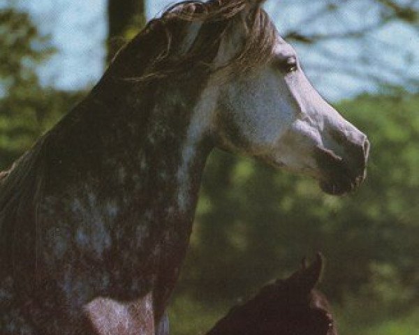 broodmare Salima ox (Arabian purebred, 1973, from Kaisoon 1958 EAO)