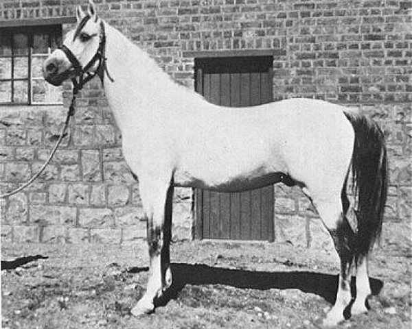 stallion El Moez 1934 RAS (Arabian purebred, 1934, from Ibn Fayda 1927 RAS)