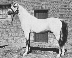 stallion El Moez 1934 RAS (Arabian purebred, 1934, from Ibn Fayda 1927 RAS)