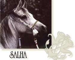broodmare Salha EAO (Arabian purebred, 1967, from Sameh 1945 RAS)