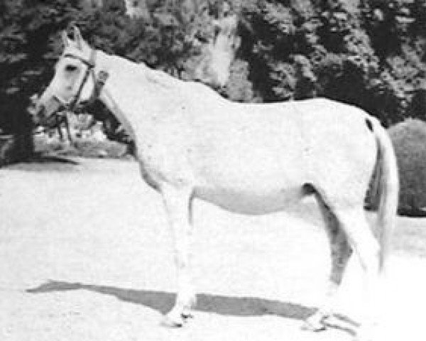 broodmare Saklawia II RAS (Arabian purebred, 1950, from Mashhour 1941 RAS) broodmare Saklawia II RAS (Arabian purebred, 1950, from Mashhour 1941 RAS)