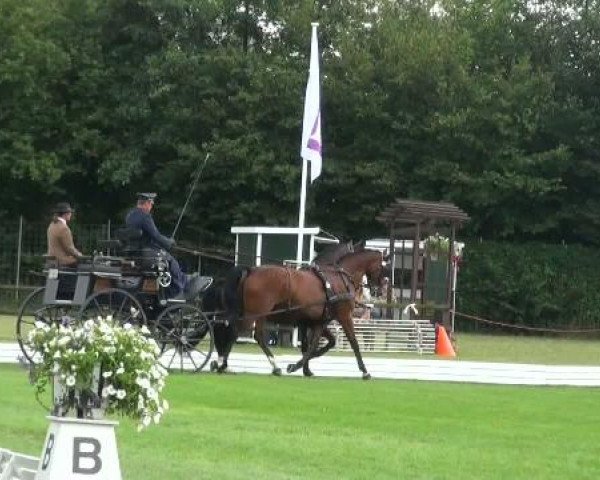 Riesenbeck INTERNATIONAL
Thursday, July 21st 2011
02 Dressage Competition for Pairs – 
2. Competition for the Derby
